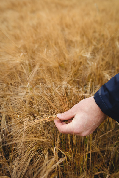 Landwirt Nutzpflanzen Bereich Mann Natur Stock foto © wavebreak_media