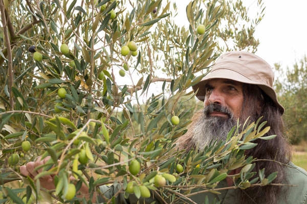 Man observing olives on plant Stock photo © wavebreak_media