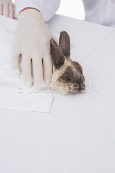 Veterinarian petting a cute rabbit  Stock photo © wavebreak_media