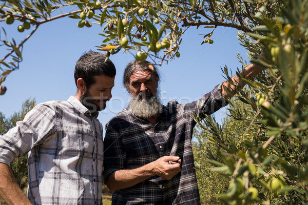 Friends interacting while examining olive on plant Stock photo © wavebreak_media