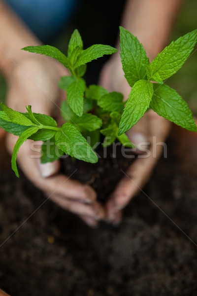 Cropped hands of senior woman planting seedling Stock photo © wavebreak_media