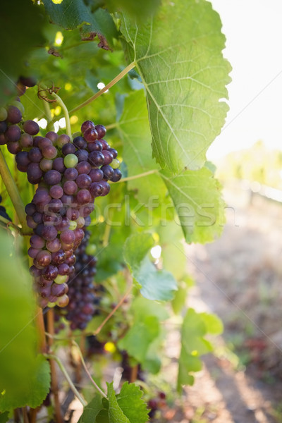 Ripe grapes in vineyard Stock photo © wavebreak_media