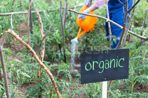 Farmer working in the organic vegetable garden Stock photo © wellphoto