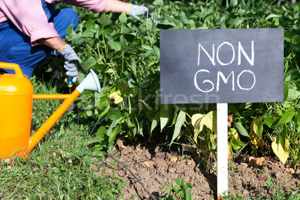 Farmer working in the non-GMO vegetable garden Stock photo © wellphoto