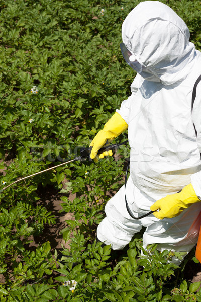 Pesticide spraying. Non-organic vegetables. Stock photo © wellphoto