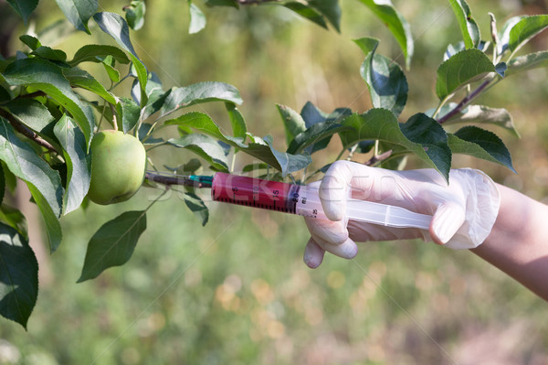 Genetically modified apple Stock photo © wellphoto