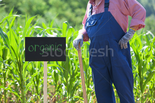 Stok fotoğraf: Organik · mısır · alan · çiftçi · ayakta · yeşil