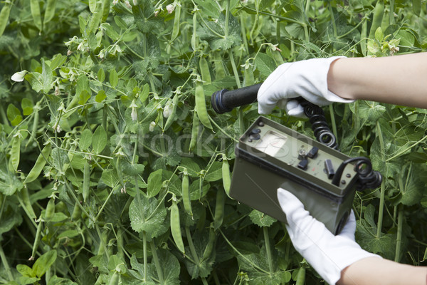 Radiatie alimente mână grădină plantă Imagine de stoc © wellphoto