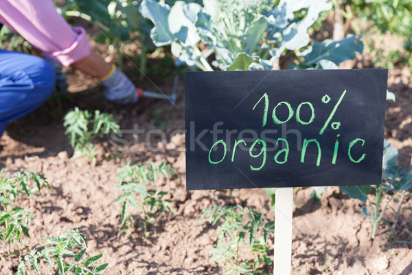 Organic vegetable garden Stock photo © wellphoto