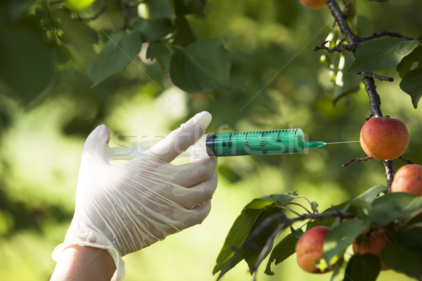 GMO fruit Stock photo © wellphoto