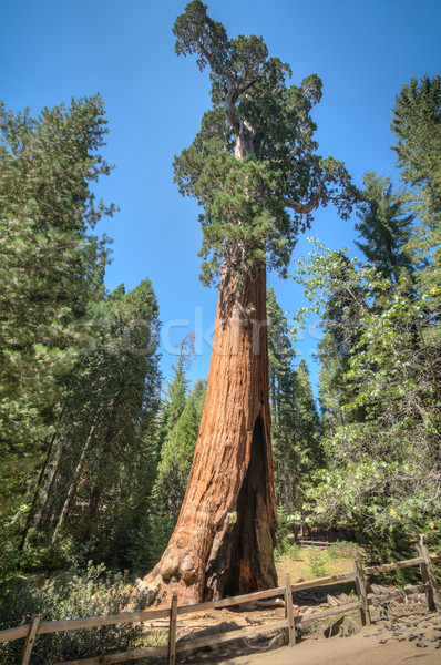 Wysoki drzewo sekwoja panorama drewna lasu Zdjęcia stock © weltreisendertj