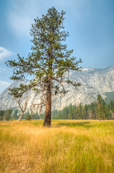 Yosemite lonley tree Stock photo © weltreisendertj