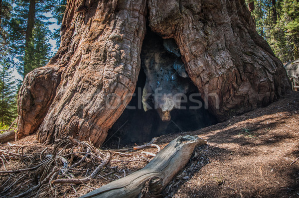 Duży sekwoja korzeń drzewo niebo drewna Zdjęcia stock © weltreisendertj