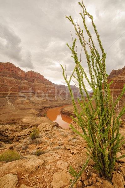 Grand Canyon Park Nevada Las Vegas Hintergrund Wüste Stock foto © weltreisendertj