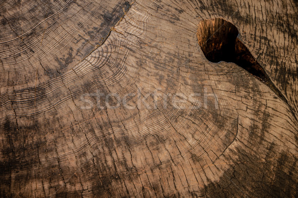 Drewna sekwoja tekstury duży struktura drewna parku Zdjęcia stock © weltreisendertj