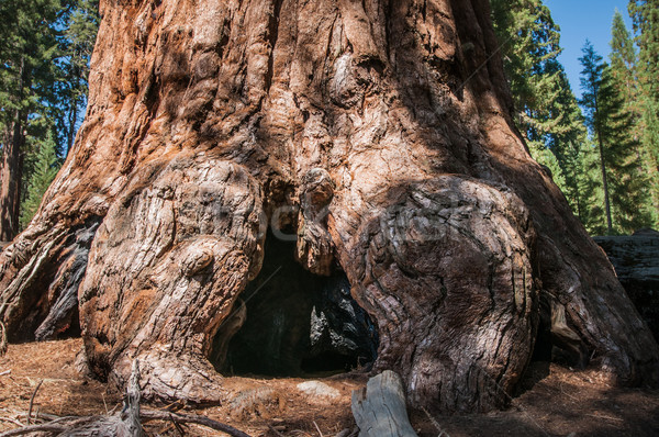 Sekoya ağaç gövdesi kök park Kaliforniya orman Stok fotoğraf © weltreisendertj