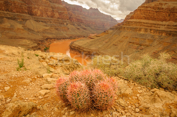 Grand Canyon kaktusz gyönyörű tájkép mögött 2013 Stock fotó © weltreisendertj