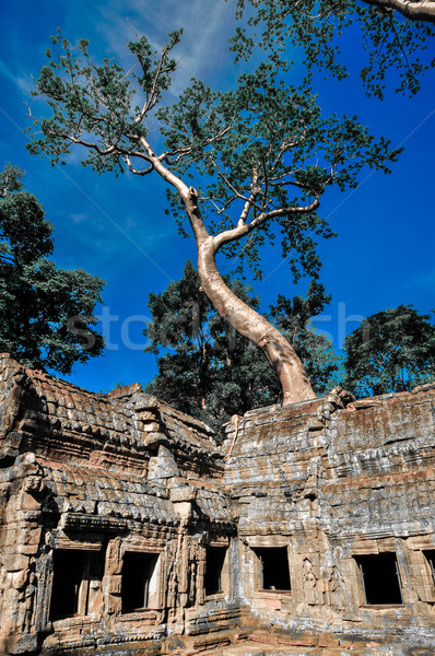 Giant tree covering Ta Prom and Angkor Wat temple, Siem Reap, Ca Stock photo © weltreisendertj