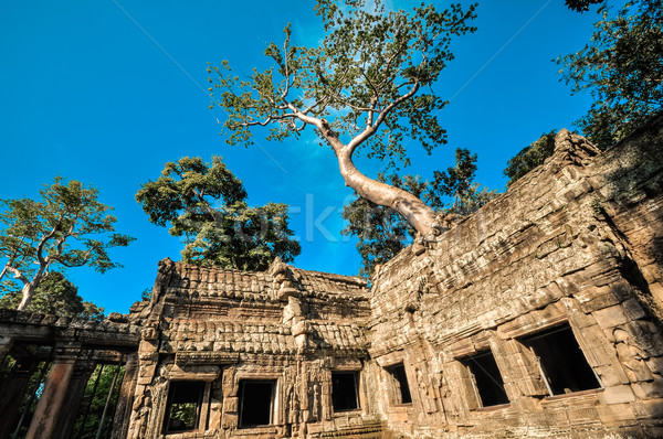 Giant tree covering Ta Prom and Angkor Wat temple, Siem Reap, Ca Stock photo © weltreisendertj
