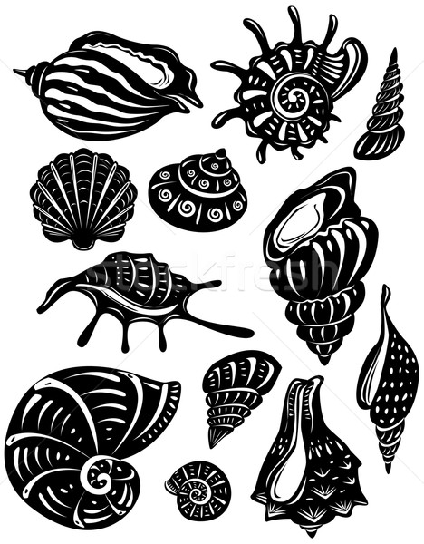 Set of decorative shell Stock photo © Wikki