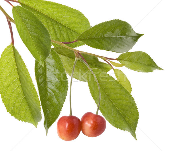 Cherries on a tree on the white background Stock photo © Wikki