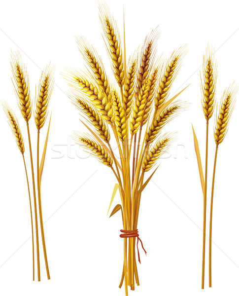 Spike of wheat Stock photo © Wikki