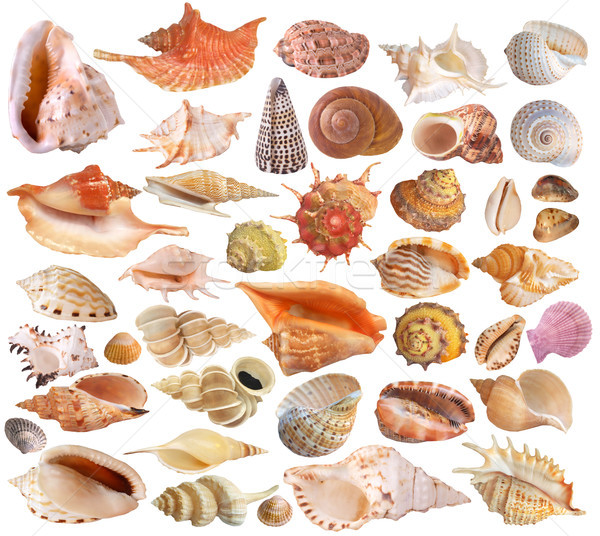 Establecer concha colección playa naturaleza fondo Foto stock © Wikki