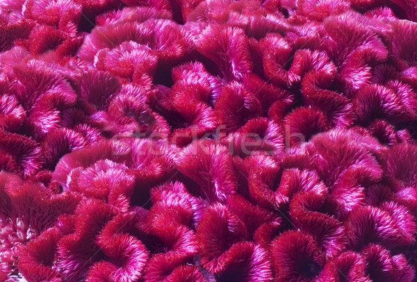 Background of flowers celosia Stock photo © Wikki