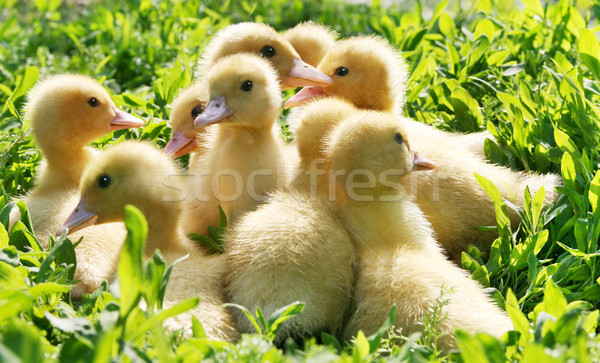 Little ducklings walking through the grass Stock photo © Wikki
