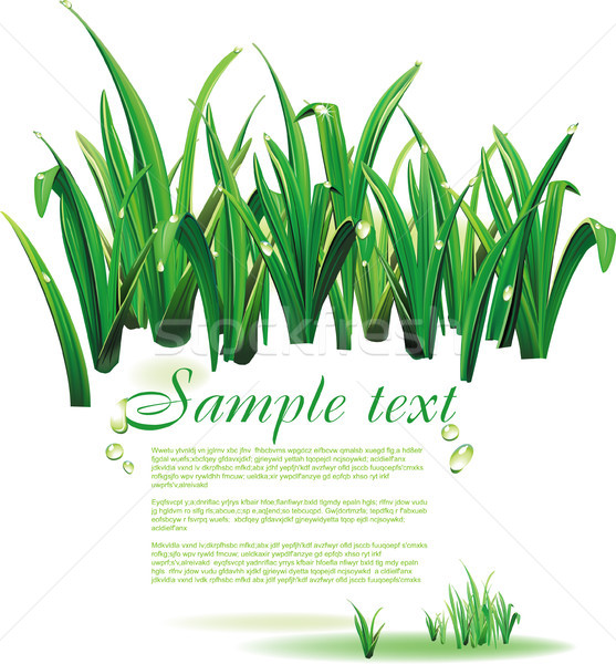 Naturales primavera fondo verde gotas texto Foto stock © Wikki
