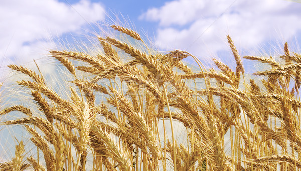 Wheaten field and the blue sky Stock photo © Wikki