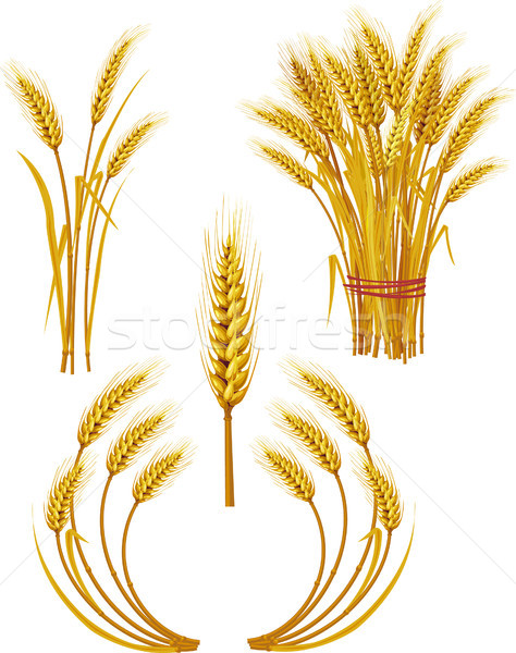 Trigo alimentos naturaleza pan granja oído Foto stock © Wikki