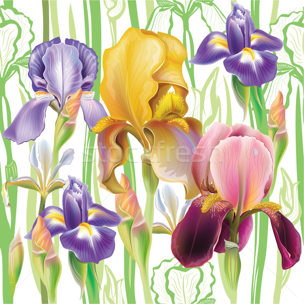 Iris Blumen Blume Sommer Stoff Stock foto © Wikki