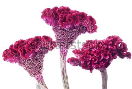 Flower celosia Stock photo © Wikki