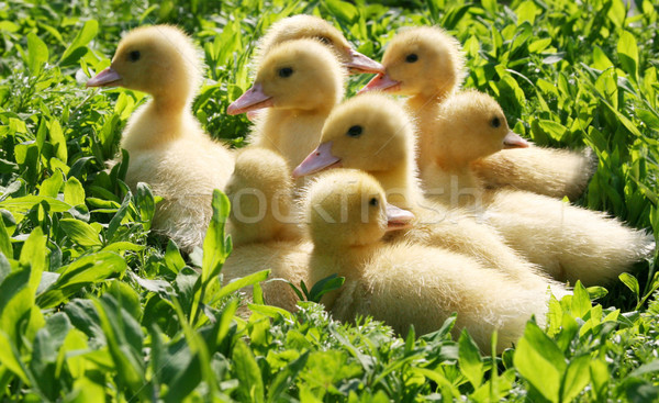 Little ducklings walking through the grass Stock photo © Wikki