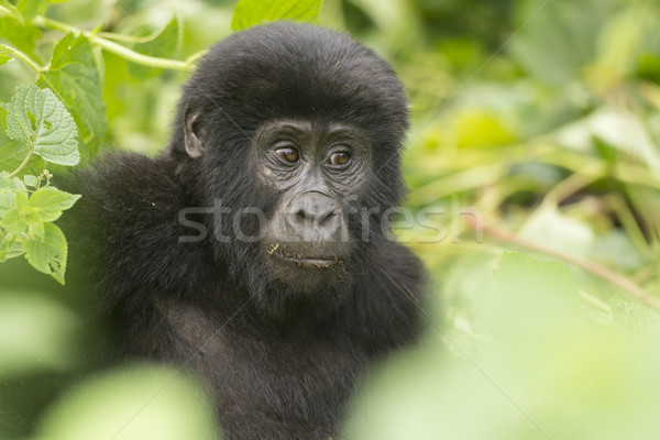 Young Mountain Gorilla in the Forest Stock photo © wildnerdpix
