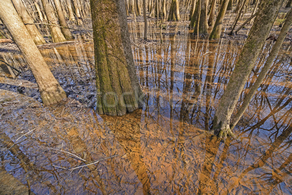 Bäume zunehmend Park South Carolina Remote Sumpf Stock foto © wildnerdpix