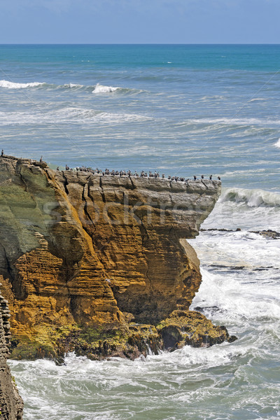 Sea Birds on a Coastal Promontory Stock photo © wildnerdpix