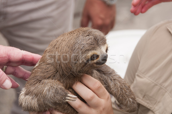 Three-toed sloth in a rain forest market Stock photo © wildnerdpix