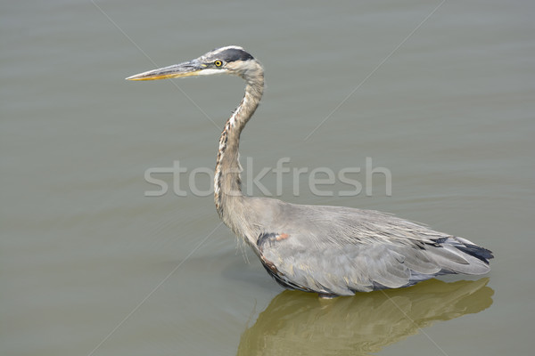 Stock photo: Great Blue Heron in a Small Pond