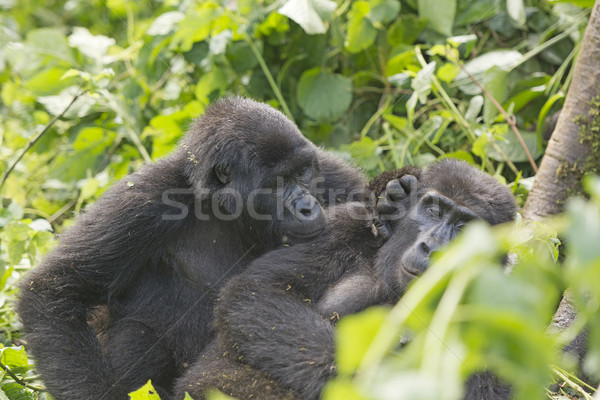 Mountain Gorilla Grooming another Gorilla Stock photo © wildnerdpix
