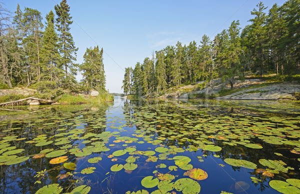 Lily Pads in a North Woods Lake Stock photo © wildnerdpix