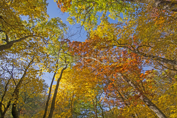 Under a Colorful Fall Canopy Stock photo © wildnerdpix