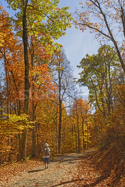 Hiking into a Forest in the Fall Stock photo © wildnerdpix