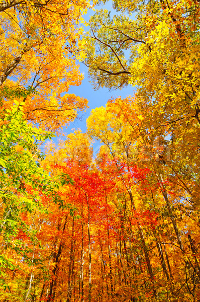 商业照片: 秋天的颜色 · 线索 ·树· 棕色 · 公园