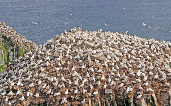 Sea Birds on a Nesting Island Stock photo © wildnerdpix