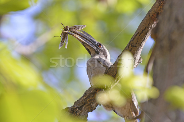 Indian Grey Hornbill with a Grasshopper in its Bill Stock photo © wildnerdpix