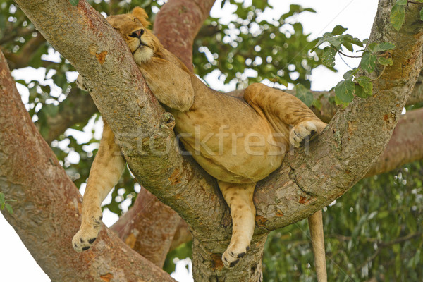 Stock photo: Young Male Lion Resting in a Tree after a Big Meal