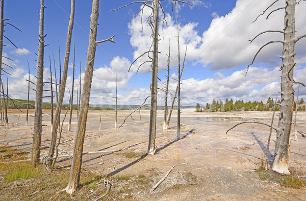 Drzew ramki obniżyć gejzer parku Wyoming Zdjęcia stock © wildnerdpix