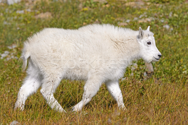 Stock photo: Baby Mountain Goat in an Alpine Meadow